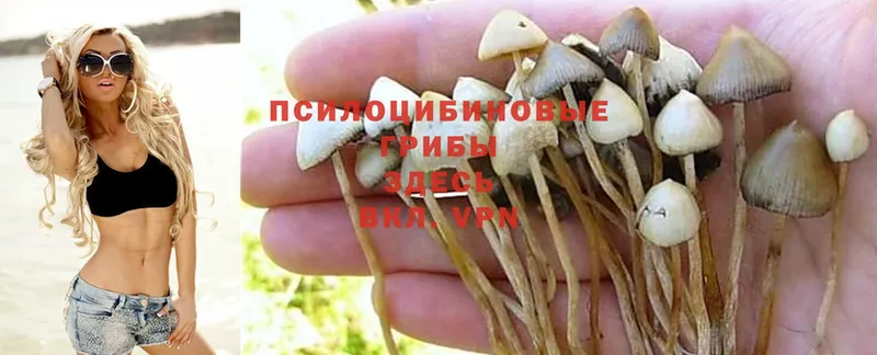 blacksprut ссылки  Томск  Псилоцибиновые грибы Psilocybe 